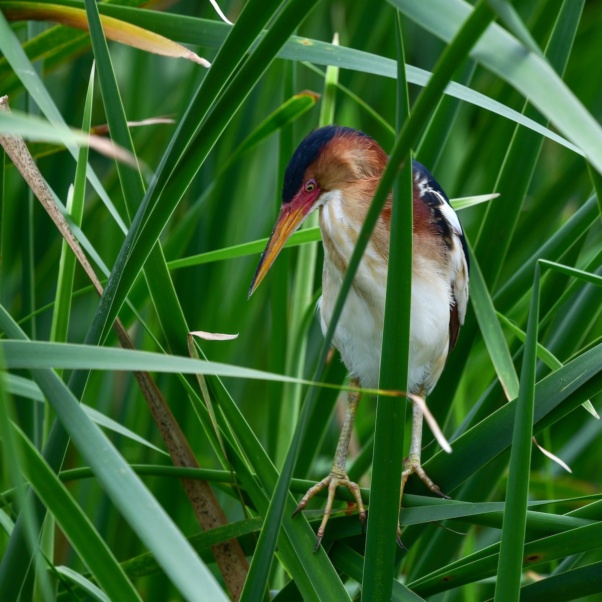 Least Bittern - ML646270671