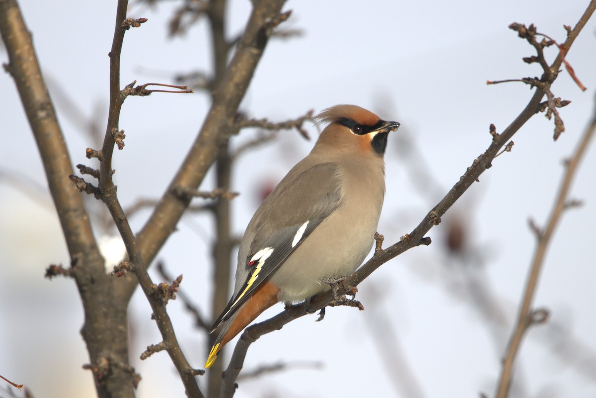 Ampelis Europeo - ML646270673