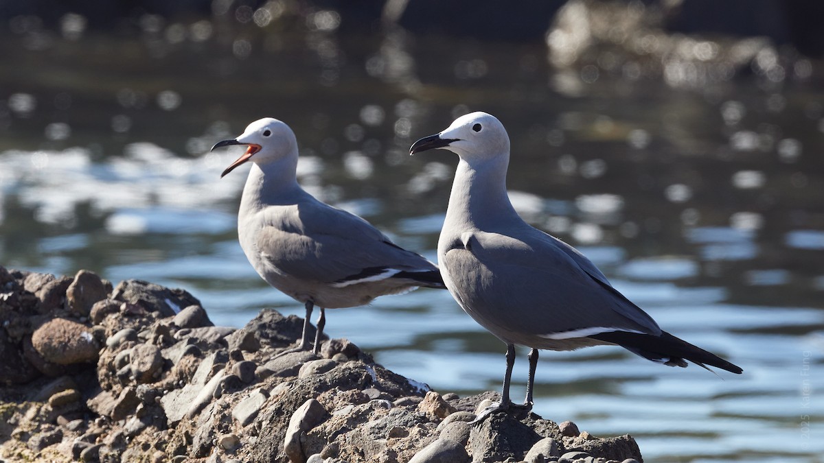 Gray Gull - ML646270676
