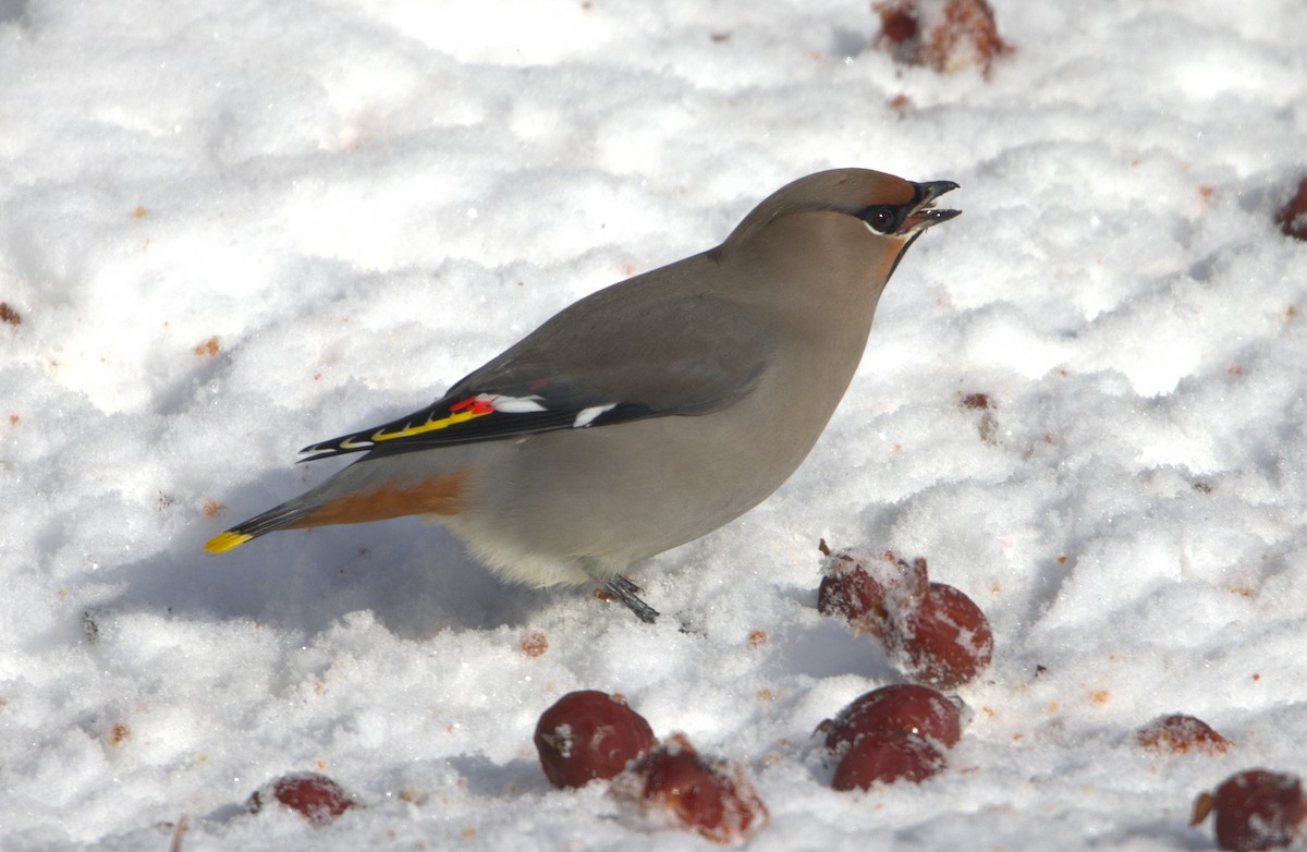 Ampelis Europeo - ML646270677