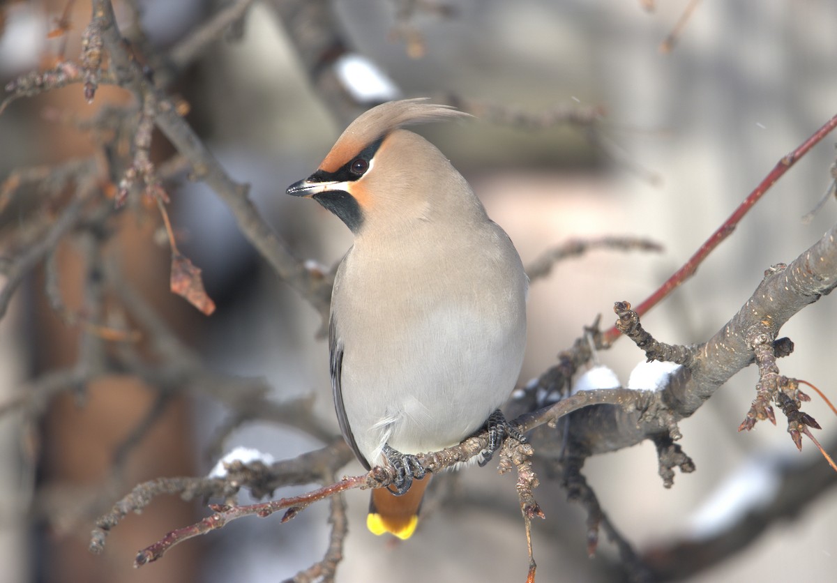 Ampelis Europeo - ML646270679