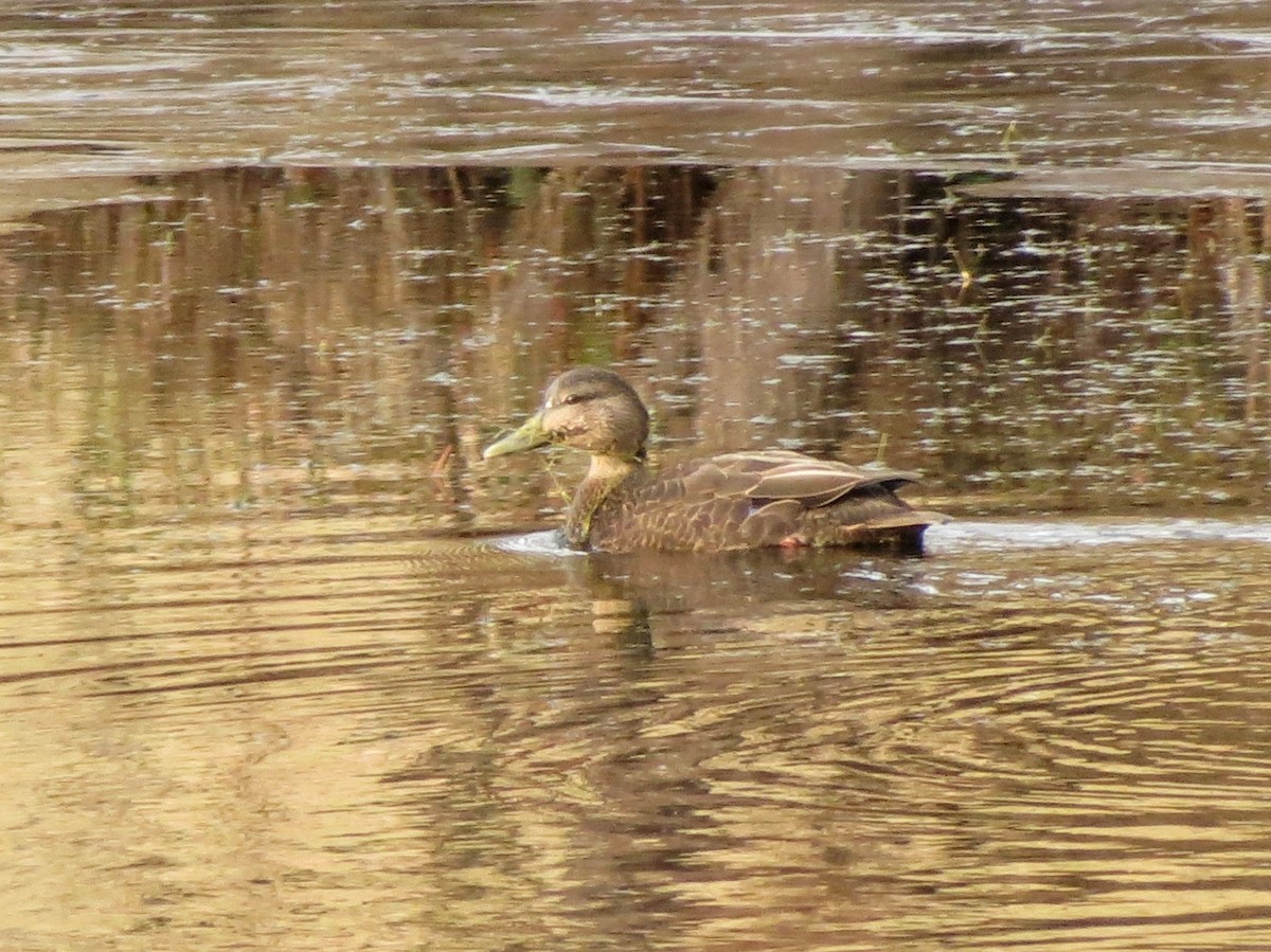 American Black Duck - ML646270682