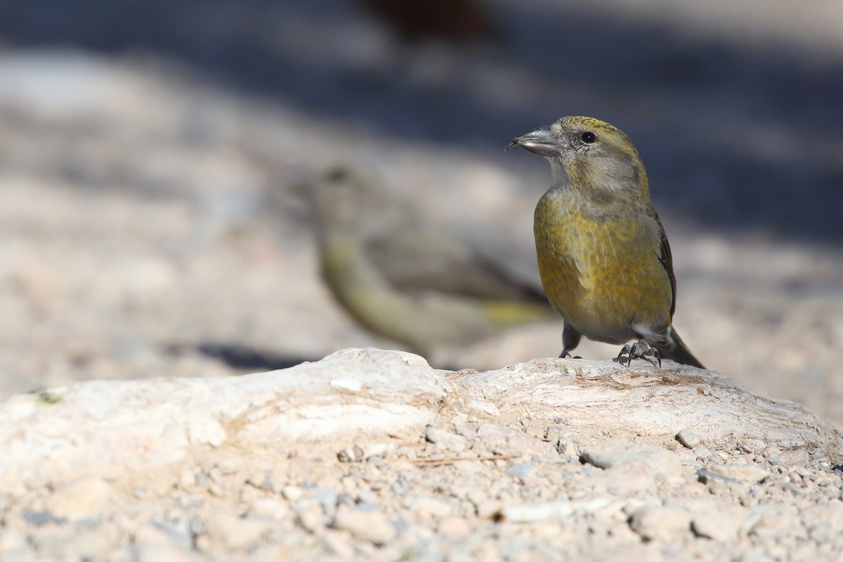Red Crossbill - ML646270684