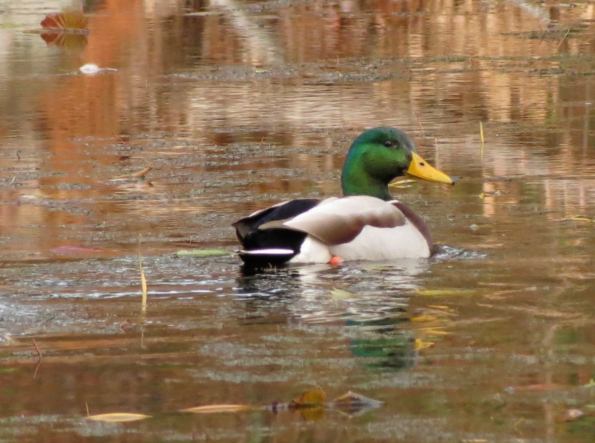 Mallard - ML646270686