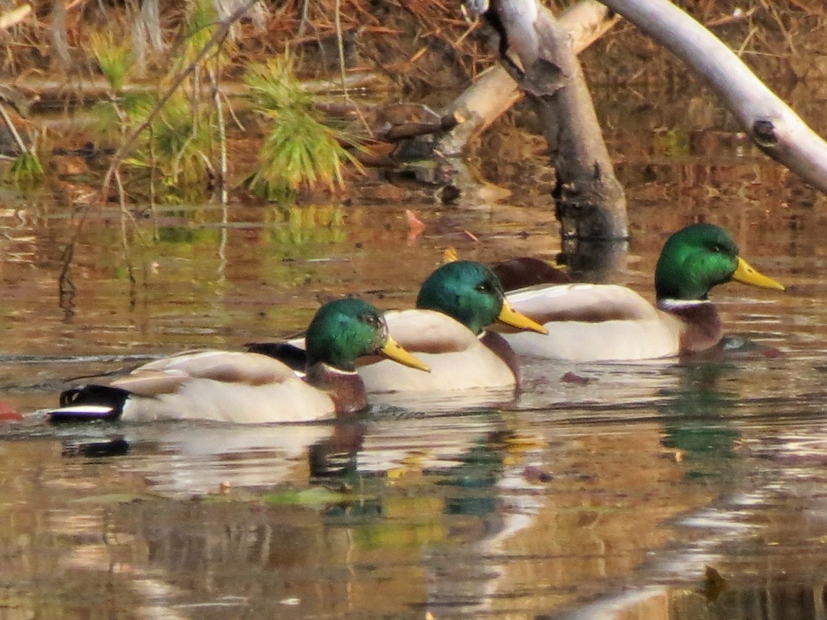 Mallard - ML646270687