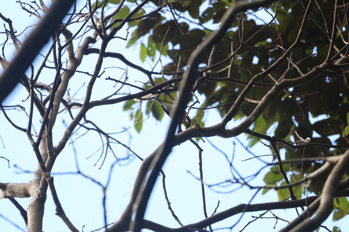 Yellow-throated Vireo - ML646270688