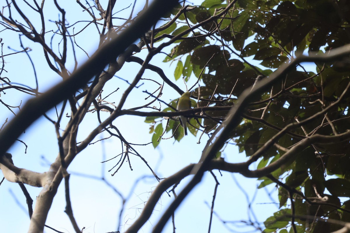 Yellow-throated Vireo - ML646270689