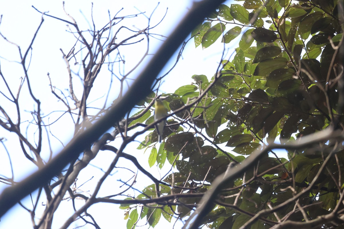 Yellow-throated Vireo - ML646270690