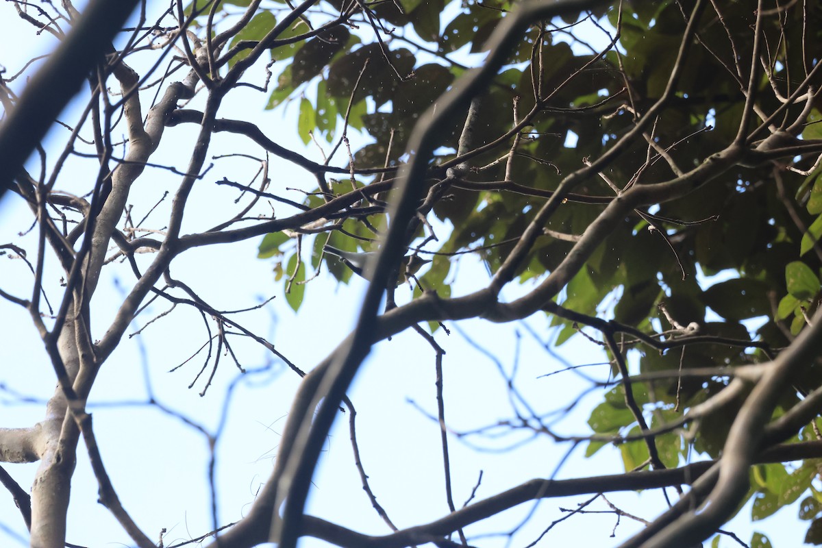 Yellow-throated Vireo - ML646270691