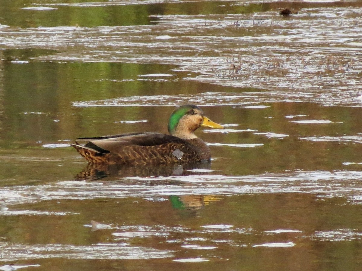 Mallard x American Black Duck (hybrid) - ML646270696