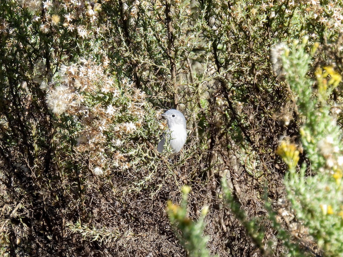 Blue-gray Gnatcatcher - ML646270697