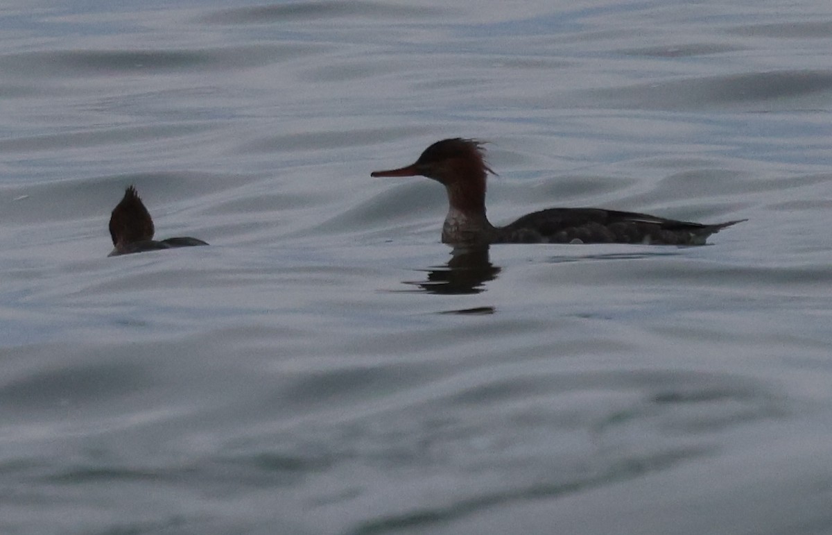 Common Merganser - ML646270698