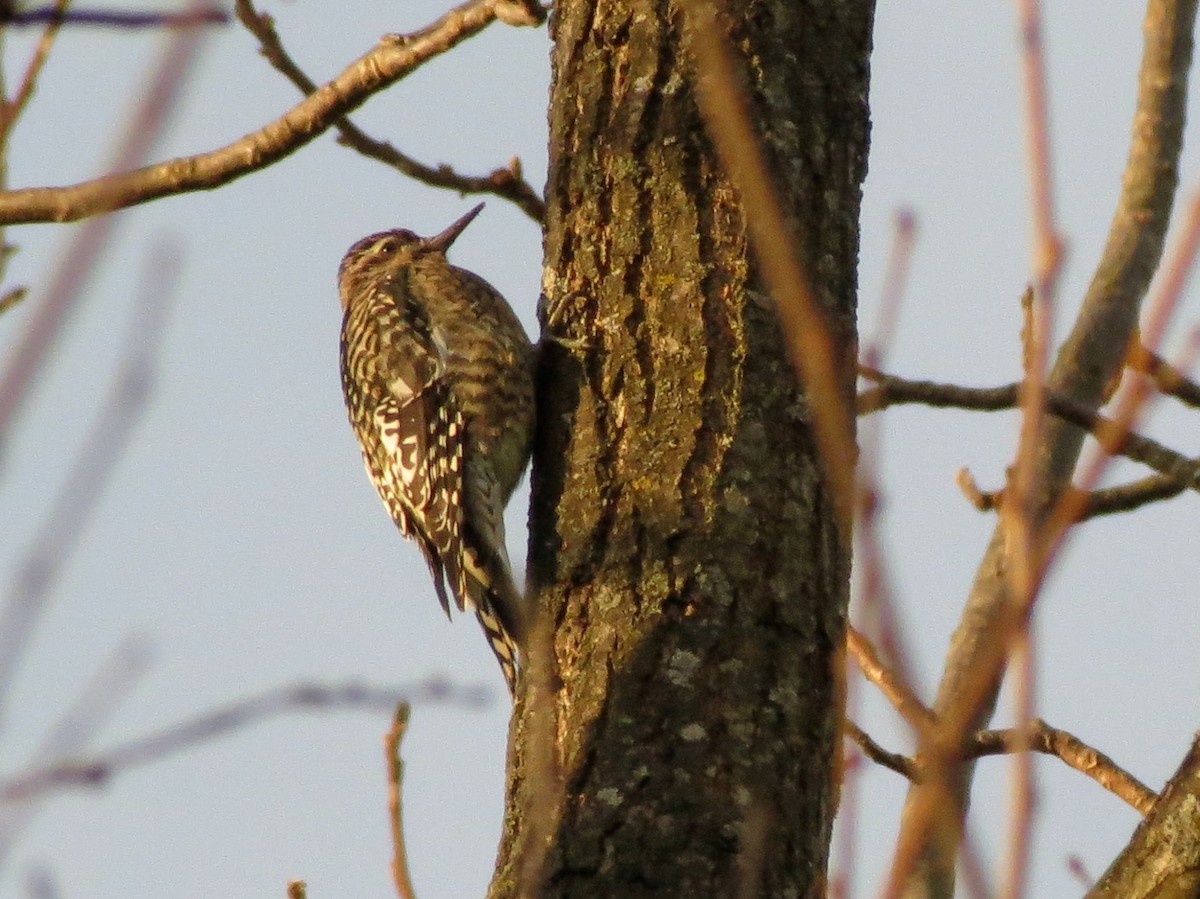 Yellow-bellied Sapsucker - ML646270701