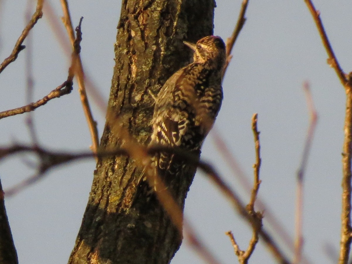 Yellow-bellied Sapsucker - ML646270702