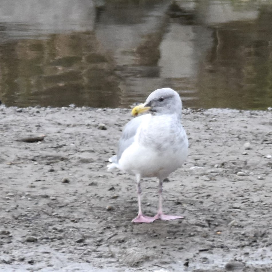 Western x Glaucous-winged Gull (hybrid) - ML646270703