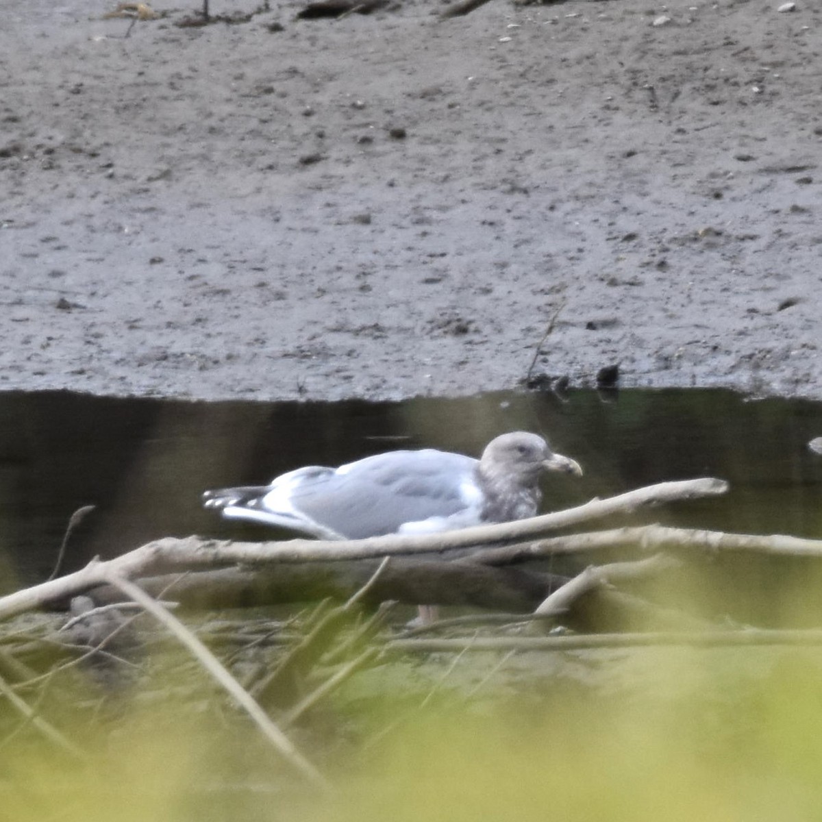 Western x Glaucous-winged Gull (hybrid) - ML646270704