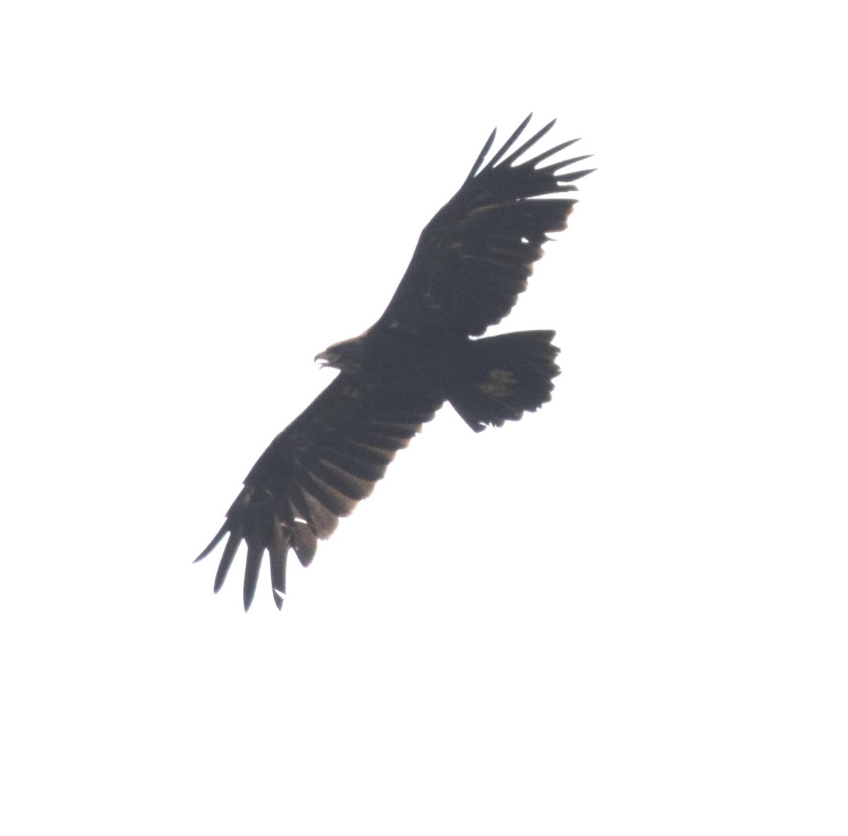 Greater Spotted Eagle - ML646270707