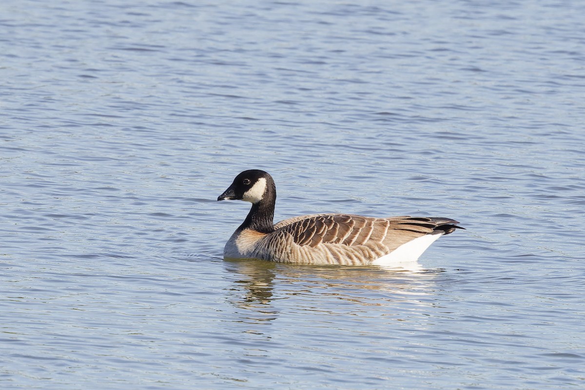 berneška malá - ML646270711