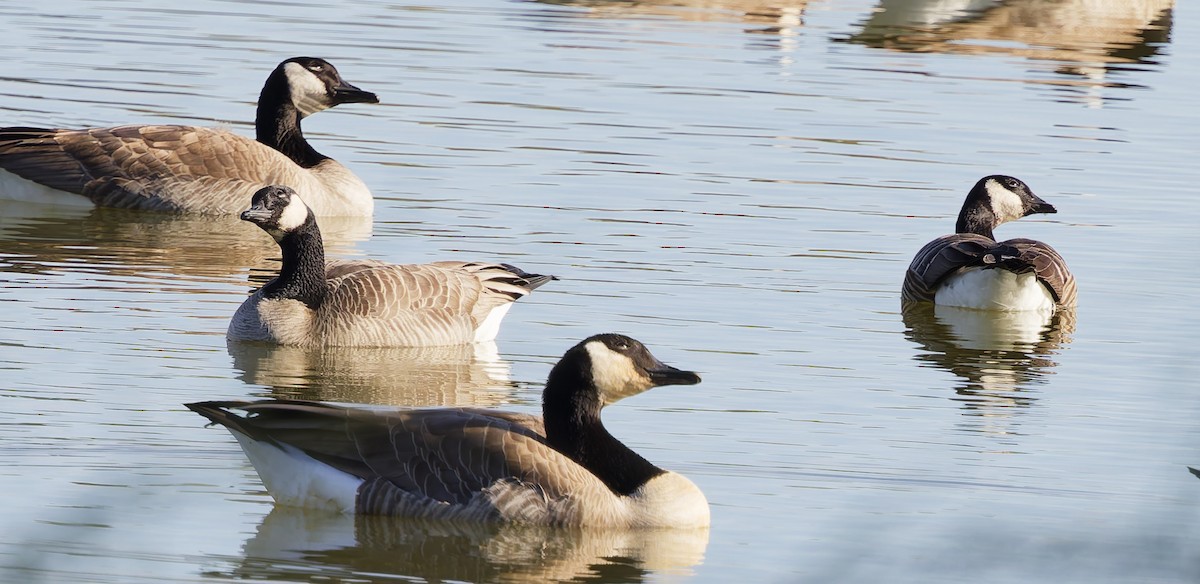 berneška malá - ML646270712