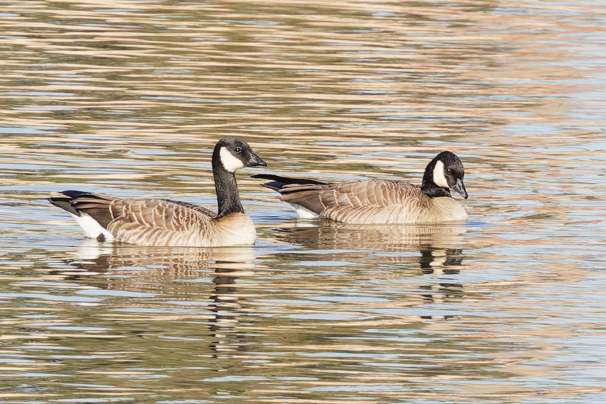 berneška malá - ML646270713