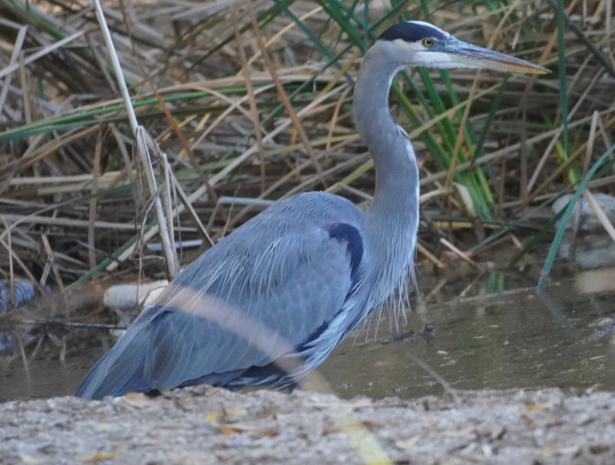 Great Blue Heron - ML646270716