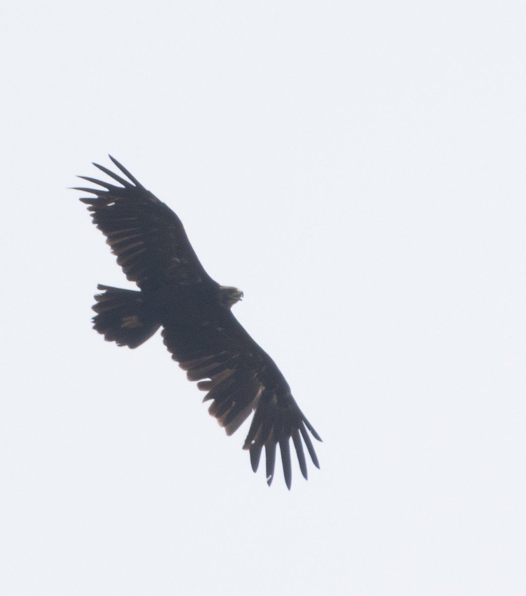 Greater Spotted Eagle - ML646270717