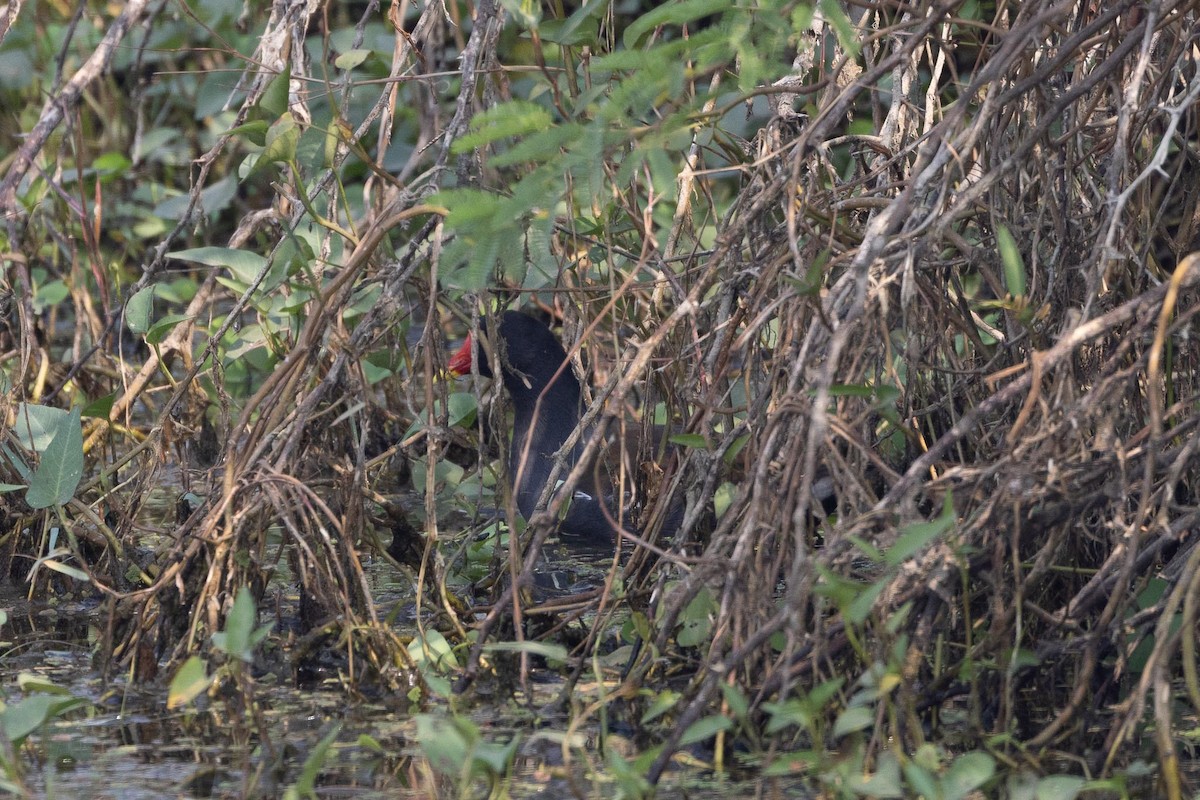 Eurasian Moorhen - ML646270718