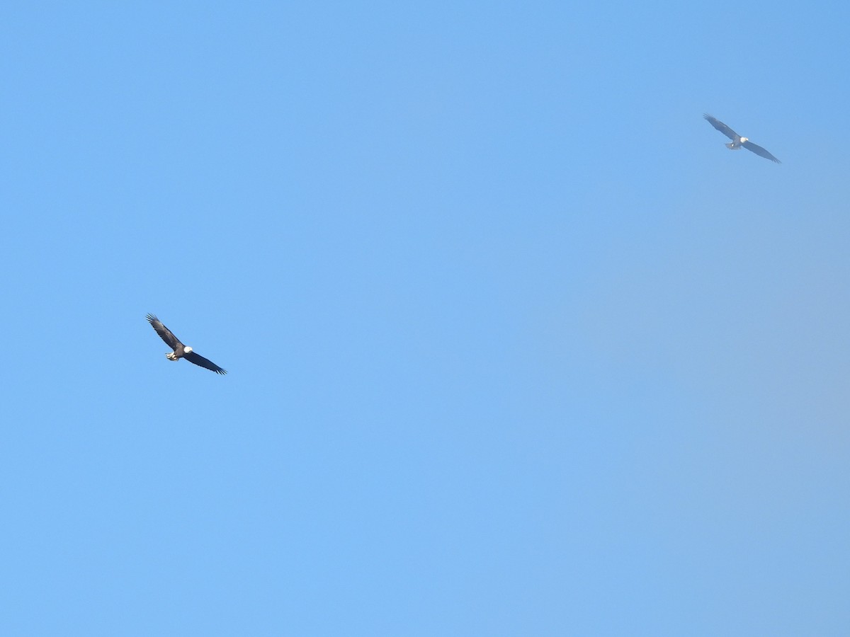 Bald Eagle - ML646270720