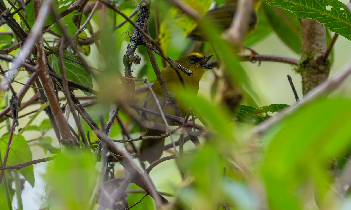 Citrine Warbler - ML646270721