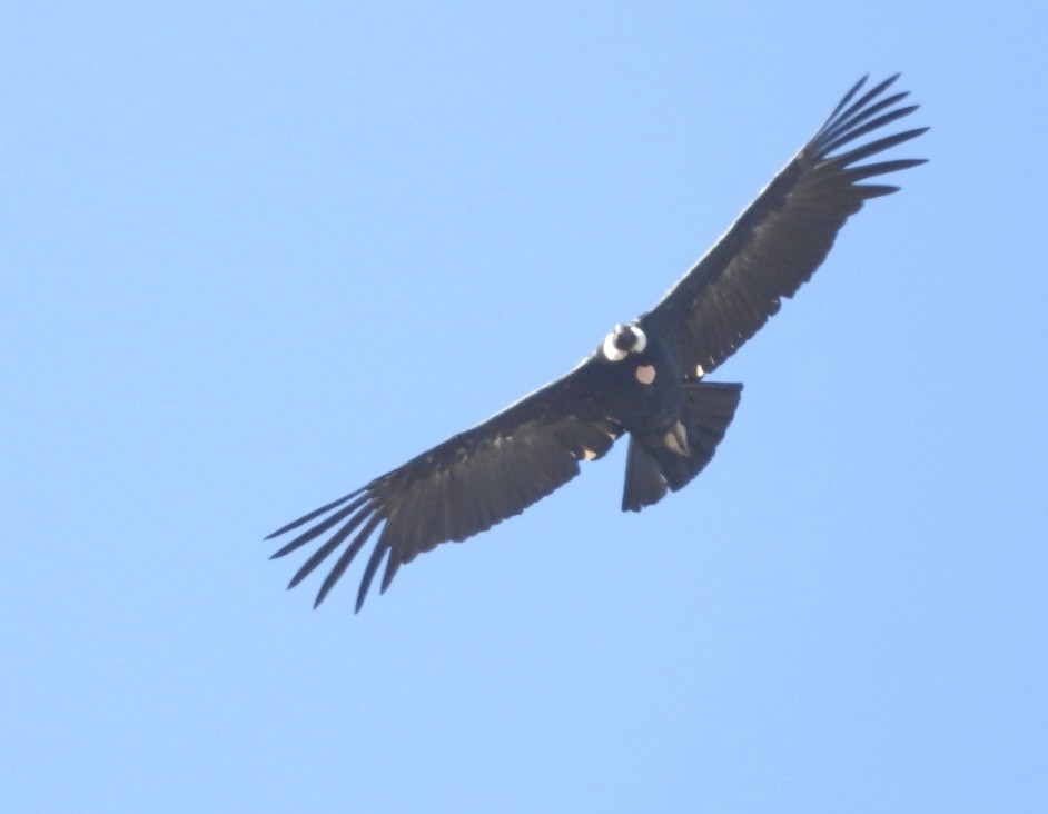 Andean Condor - ML646270725
