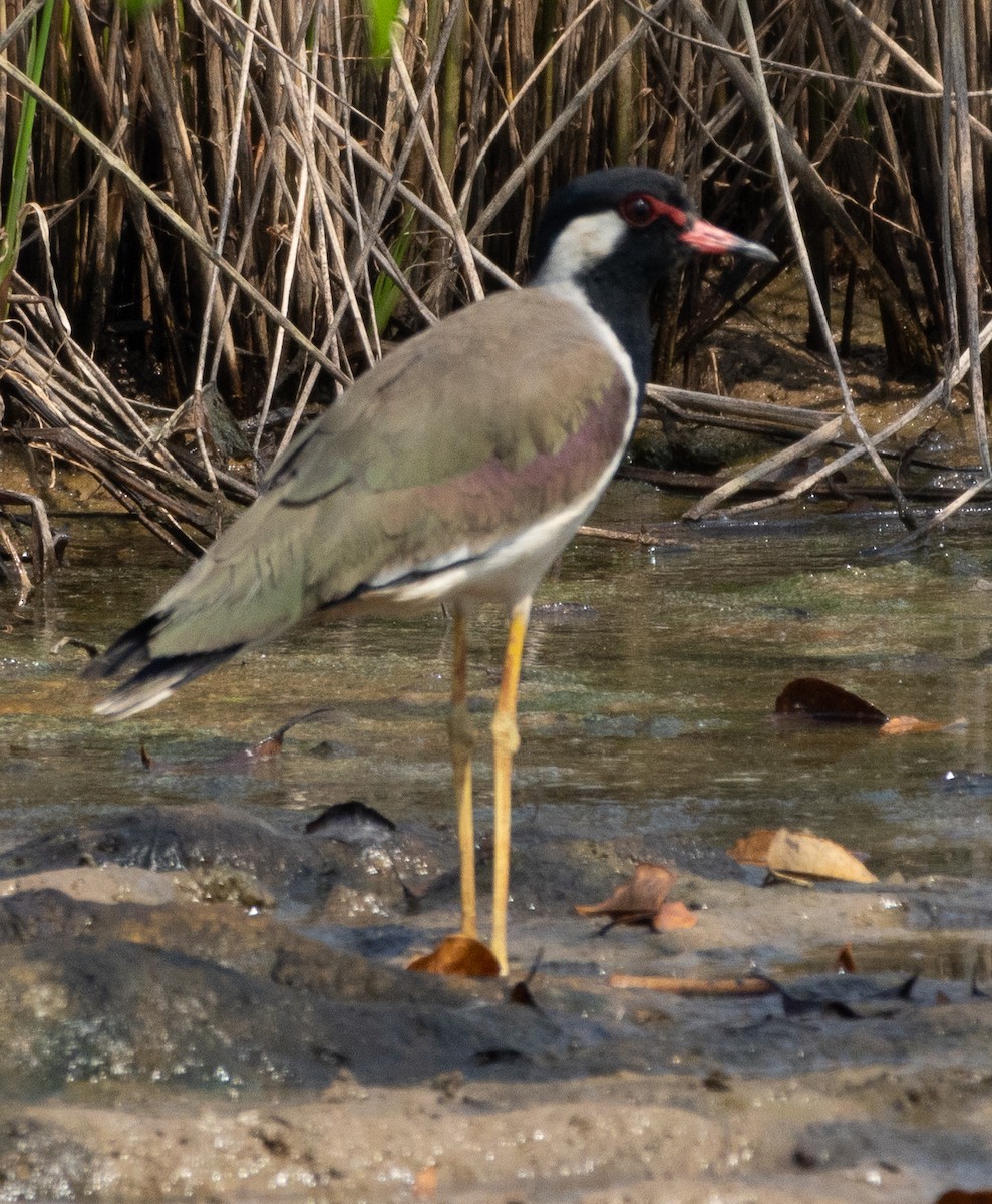 Red-wattled Lapwing - ML646270729