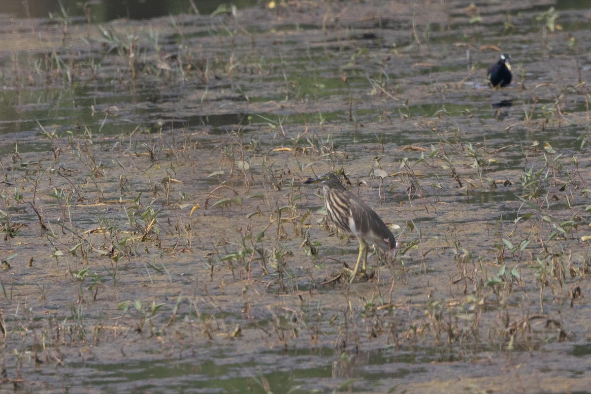 Indian Pond-Heron - ML646270730