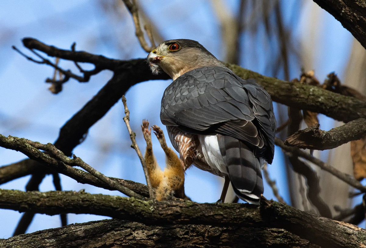 Cooper's Hawk - ML646270731