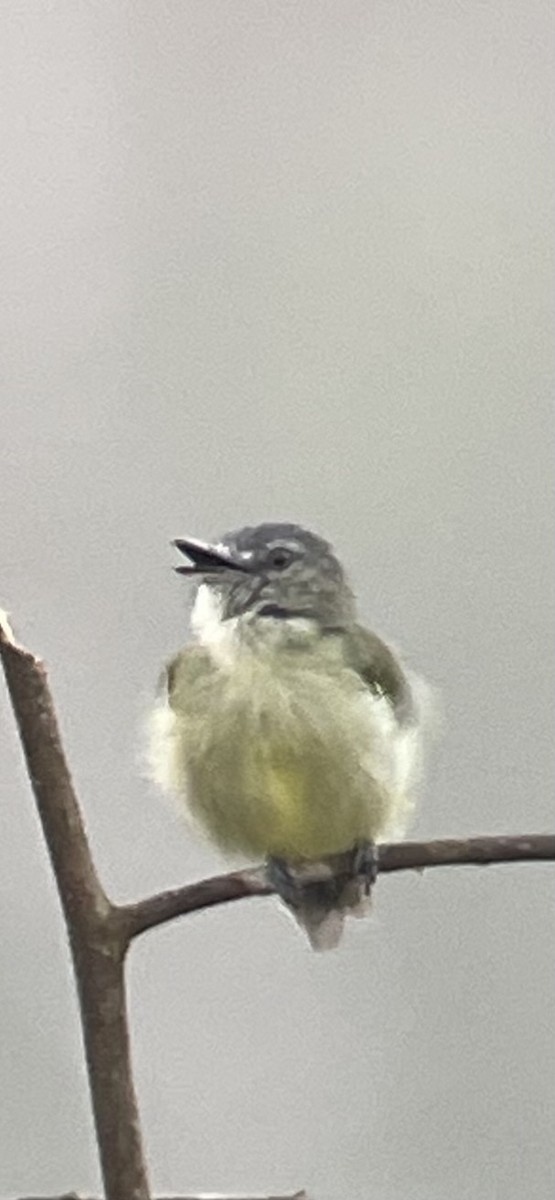 Gray-crowned Flatbill - ML646270733