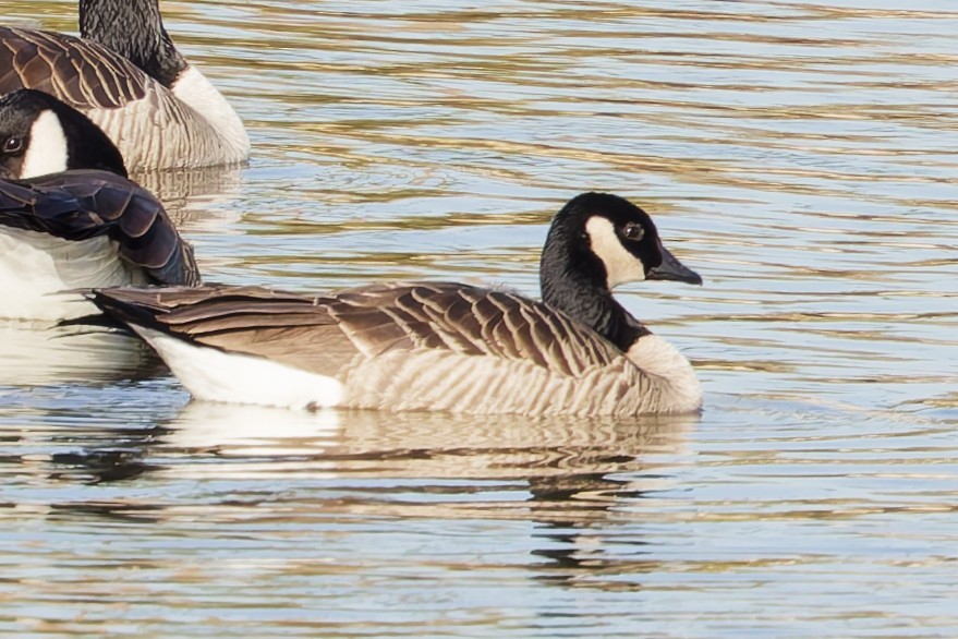 Cackling/Canada Goose - ML646270734