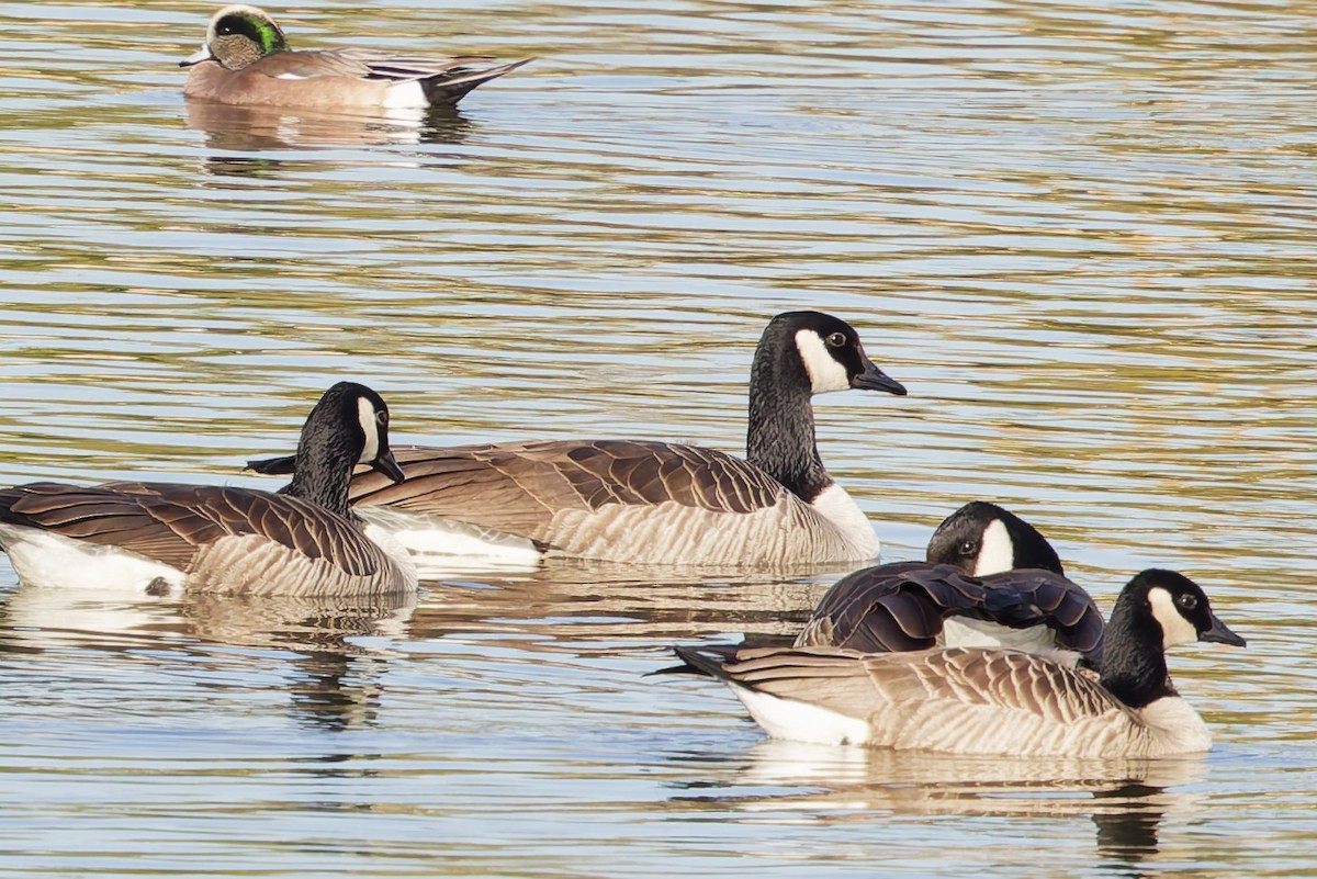 Cackling/Canada Goose - ML646270735