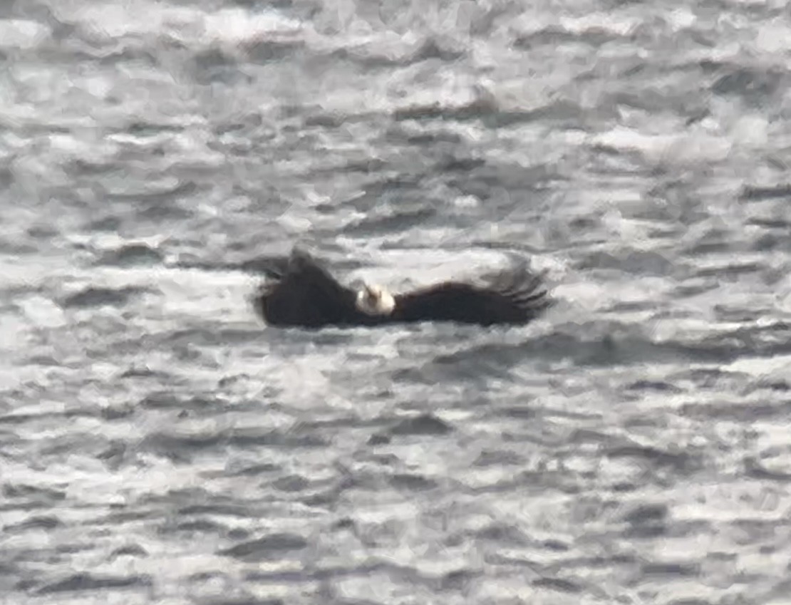 Bald Eagle - ML646270737