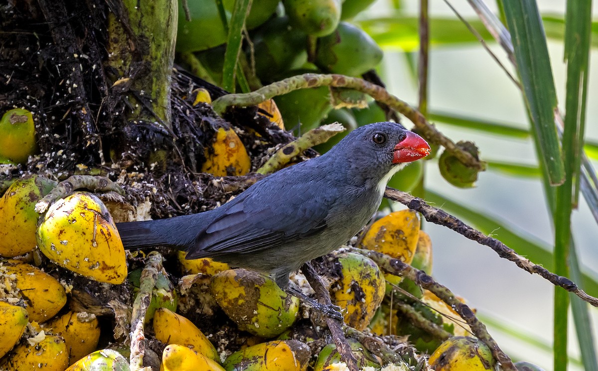 Slate-colored Grosbeak - ML646270738