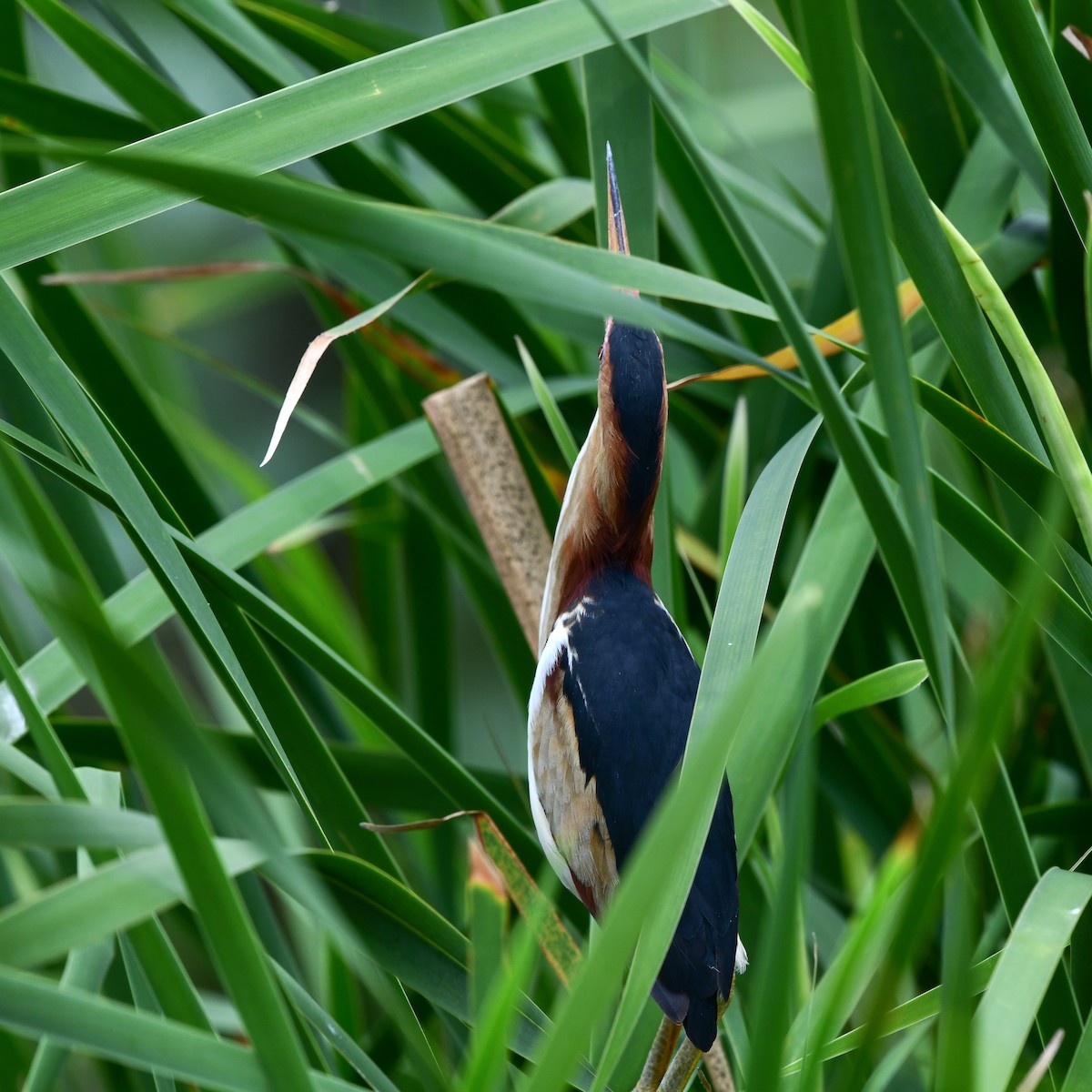 Least Bittern - ML646270739