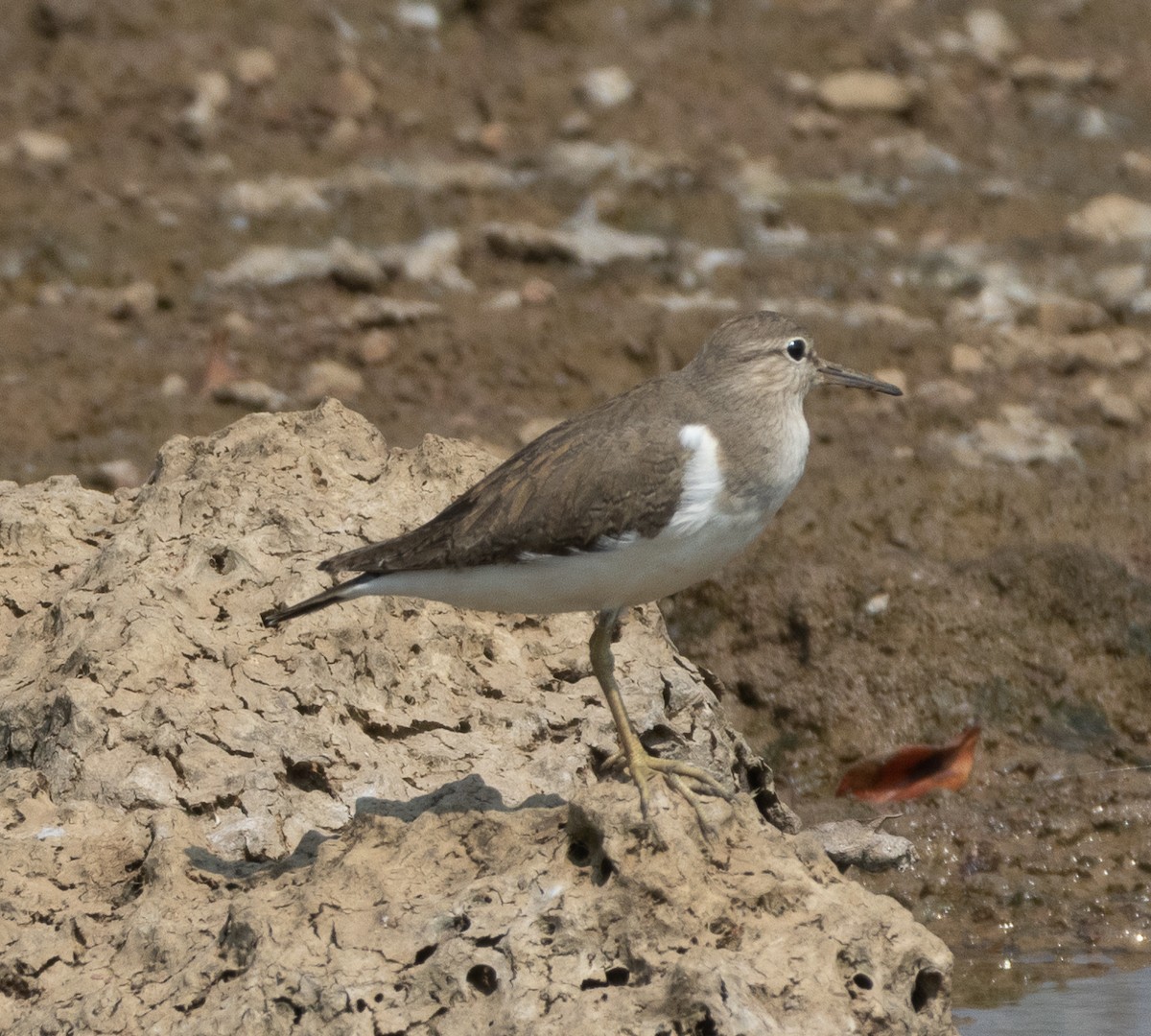 Common Sandpiper - ML646270740