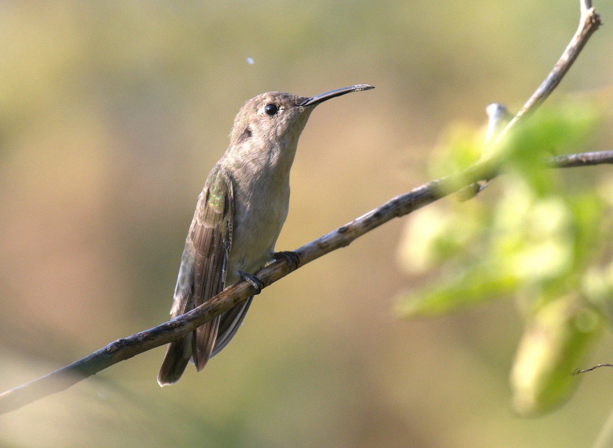 Tumbes Hummingbird - ML646270741