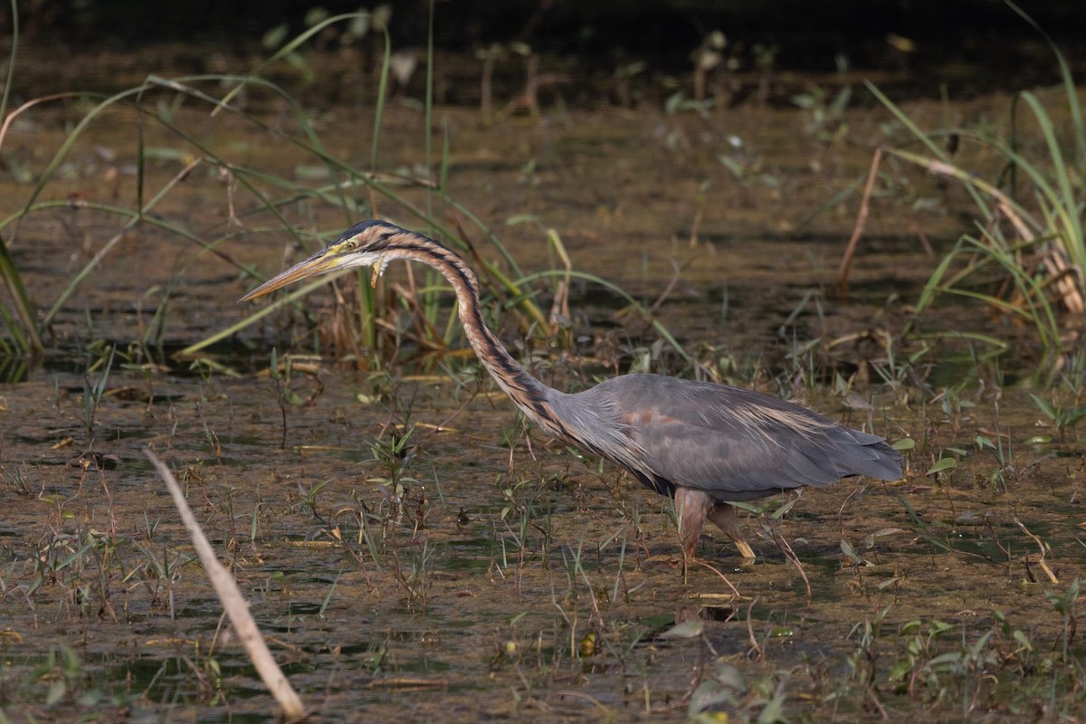 Purple Heron - ML646270742