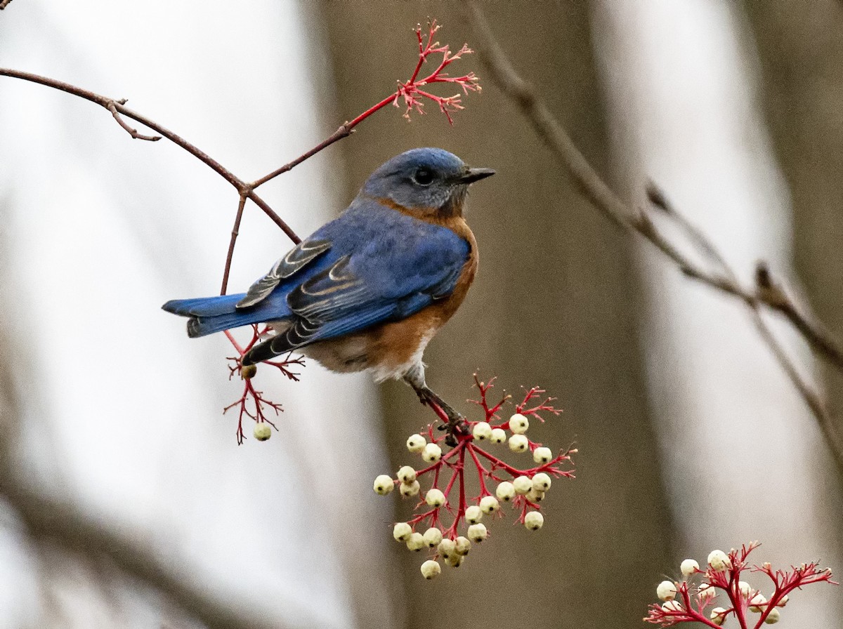 Eastern Bluebird - ML646270747