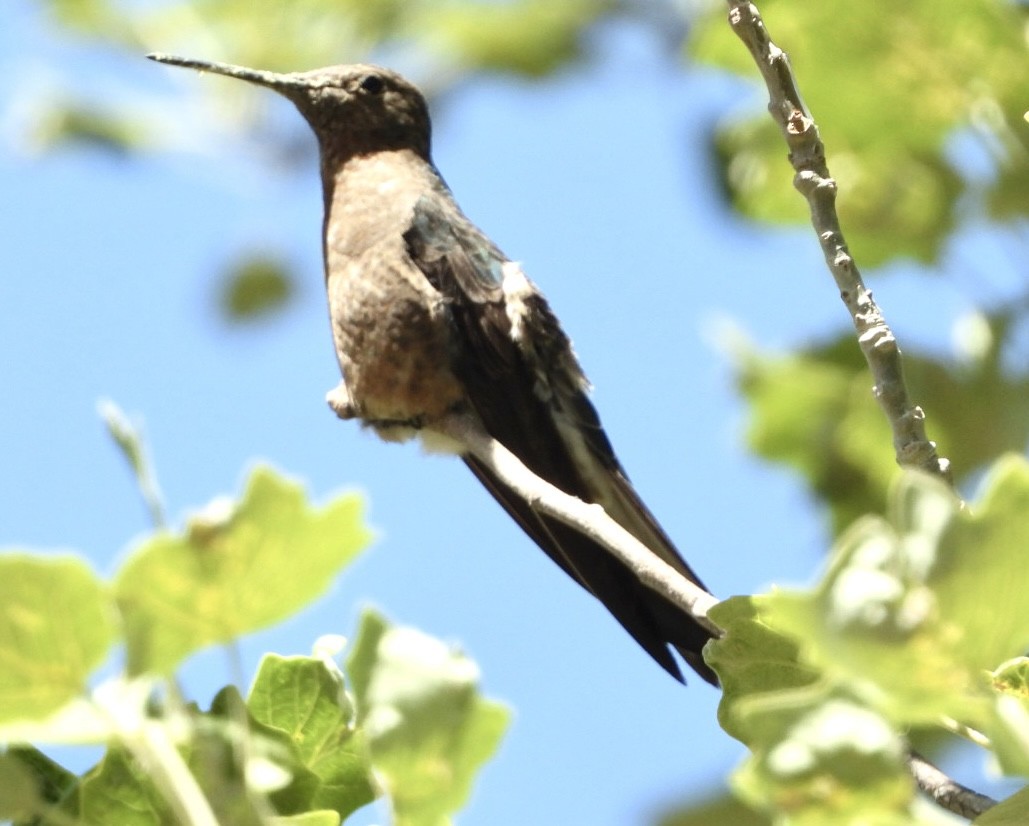 Giant Hummingbird - ML646270748