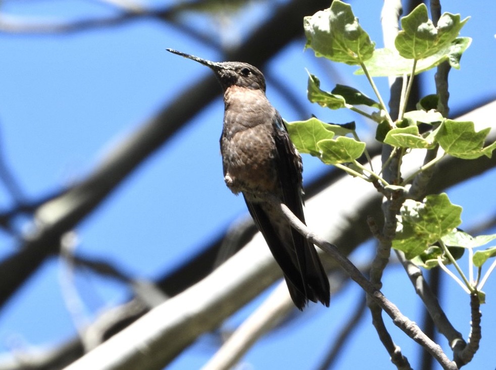 Giant Hummingbird - ML646270749