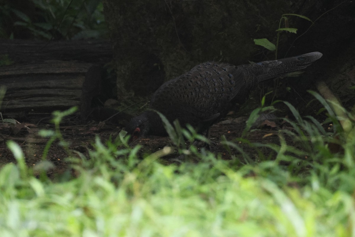 カッショクコクジャク - ML646270750