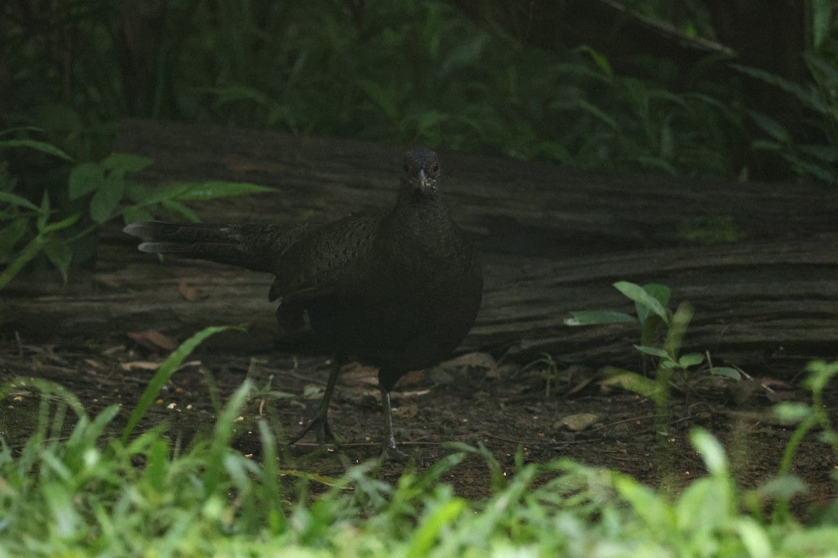 カッショクコクジャク - ML646270751