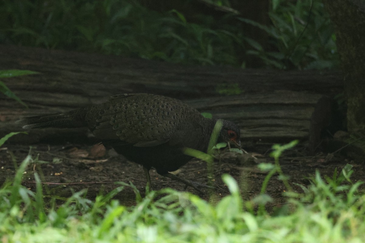 カッショクコクジャク - ML646270752