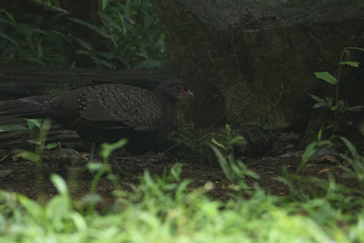 カッショクコクジャク - ML646270753