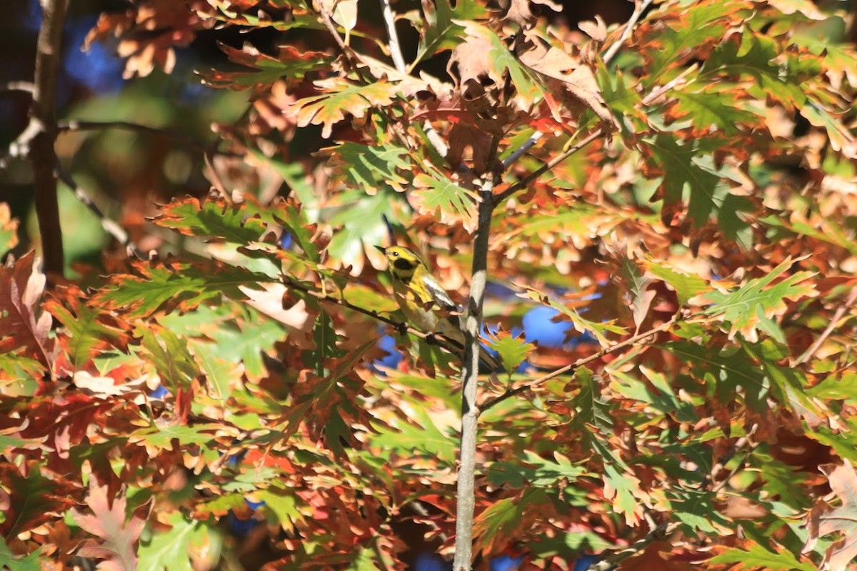 Townsend's Warbler - ML646270756